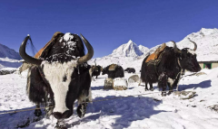 空气能在高寒地区不好用？欧必特用实力告诉你